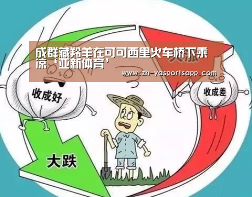 成群藏羚羊在可可西里火车桥下乘凉‘亚新体育’